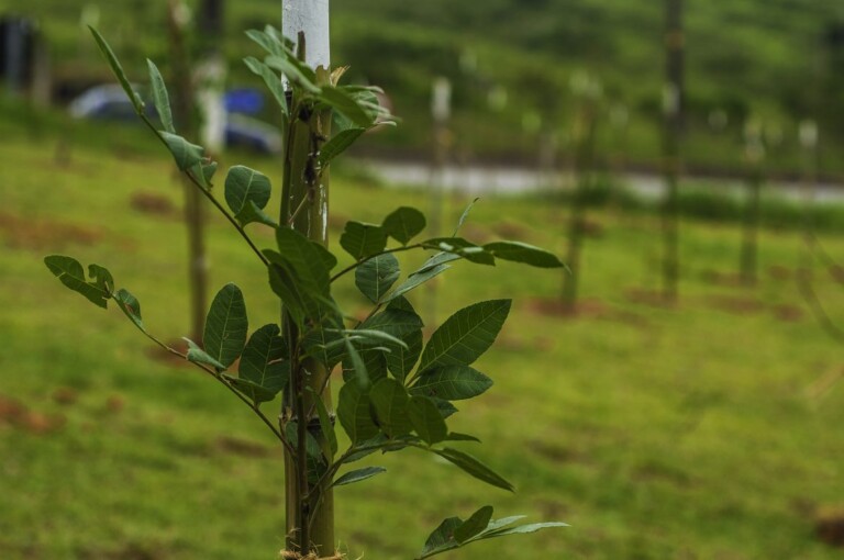 Etecs e Fatecs comemoram o Dia Mundial do Meio Ambiente